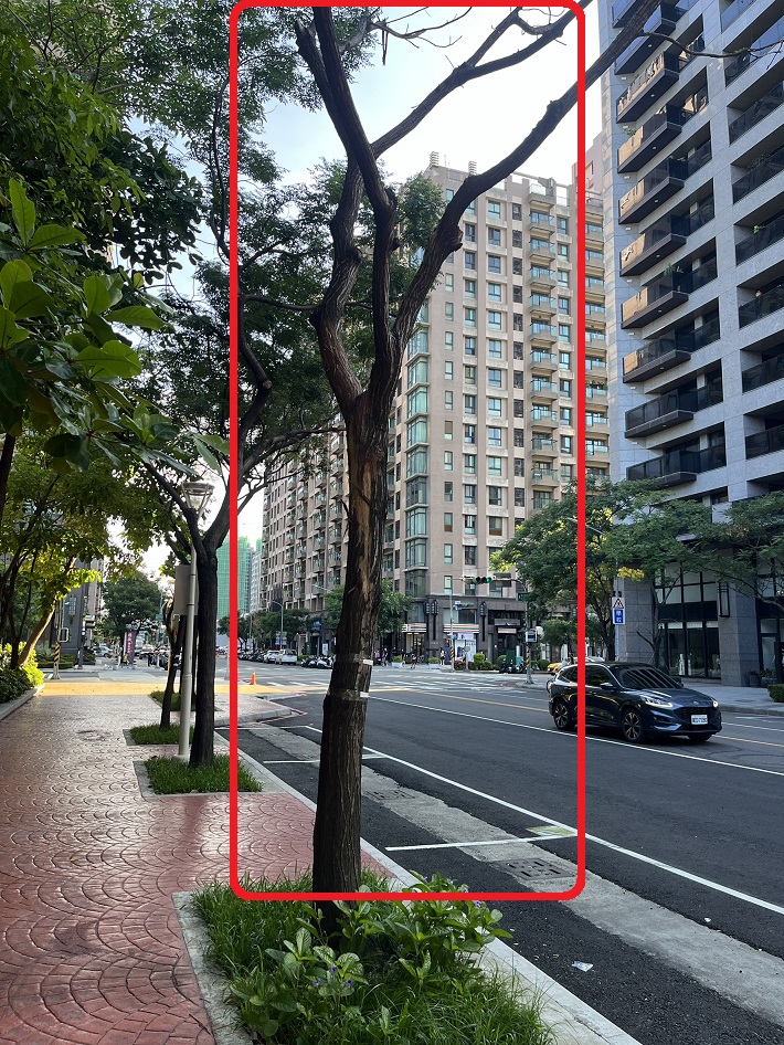 路樹移除公告