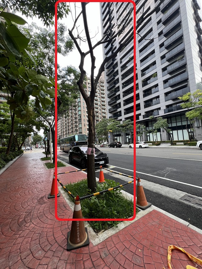 路樹移除公告